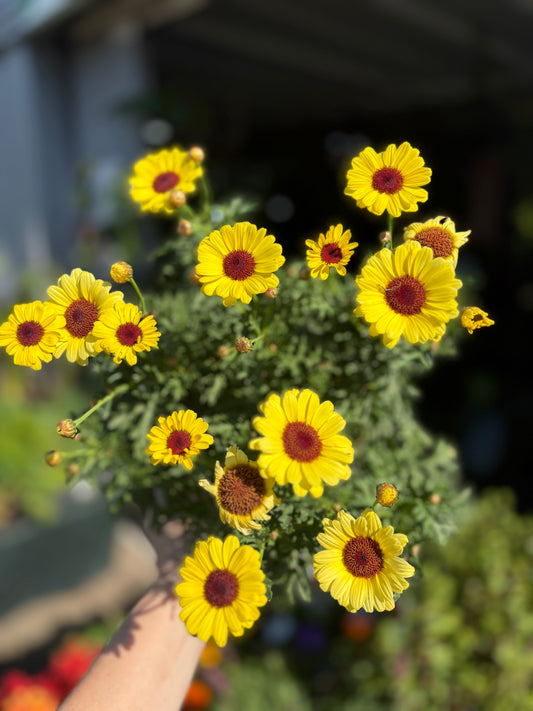 Argyranthemum Grandaisy Yellow