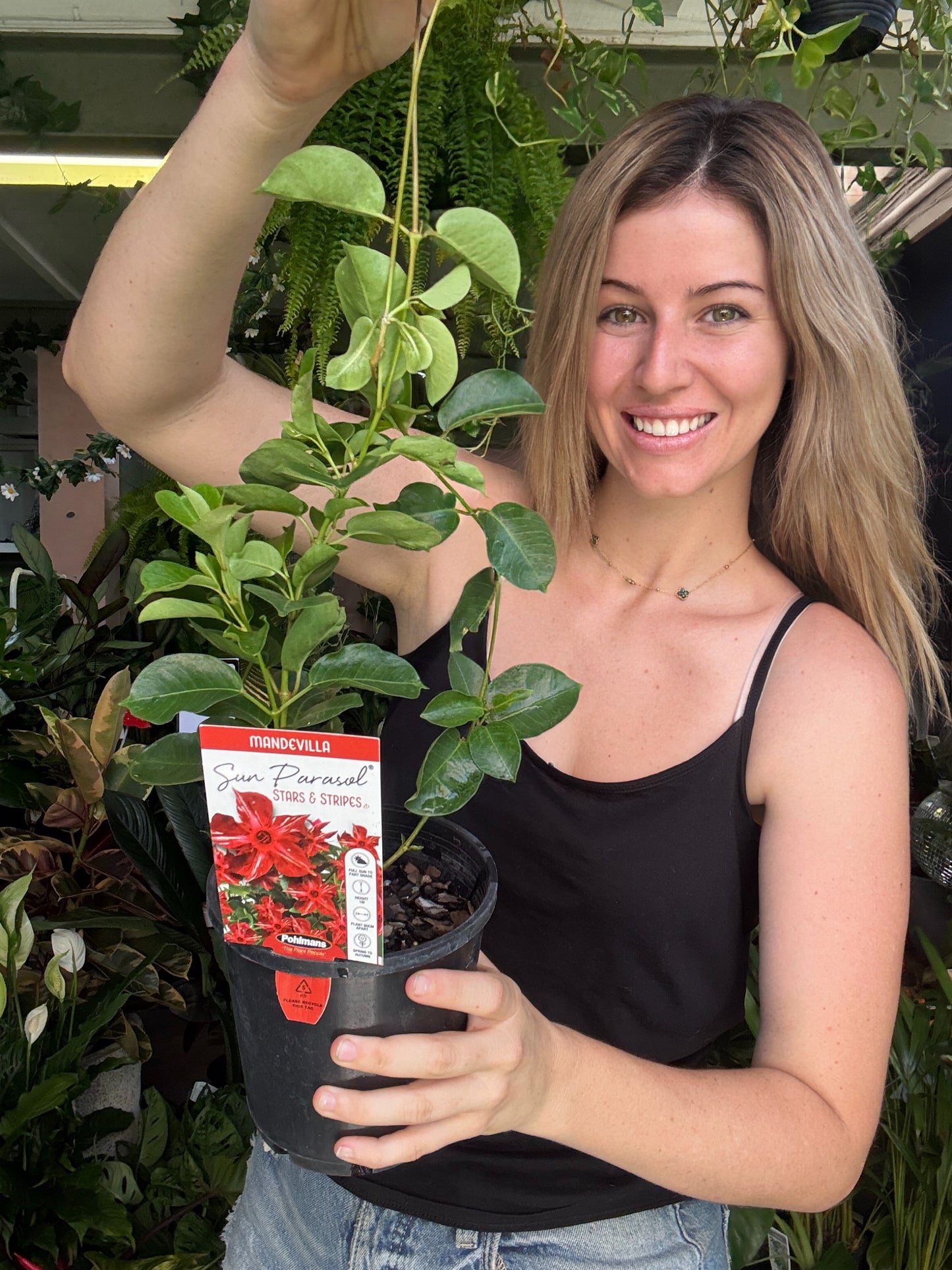 Mandevilla ‘Stars &amp; Stripes’
