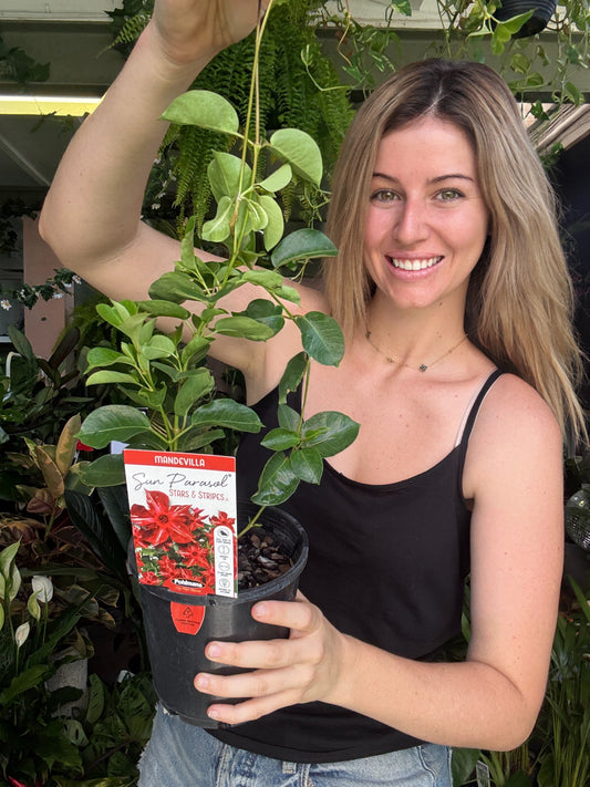 Mandevilla ‘Stars &amp; Stripes’