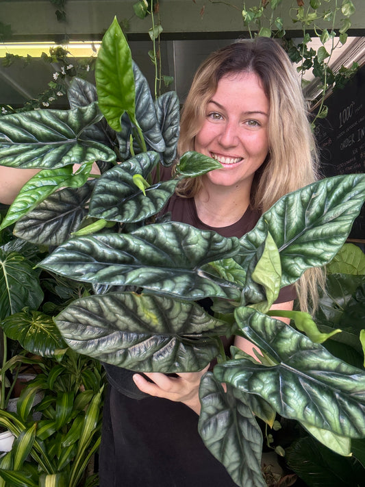 Alocasia ‘Dragon Scale’