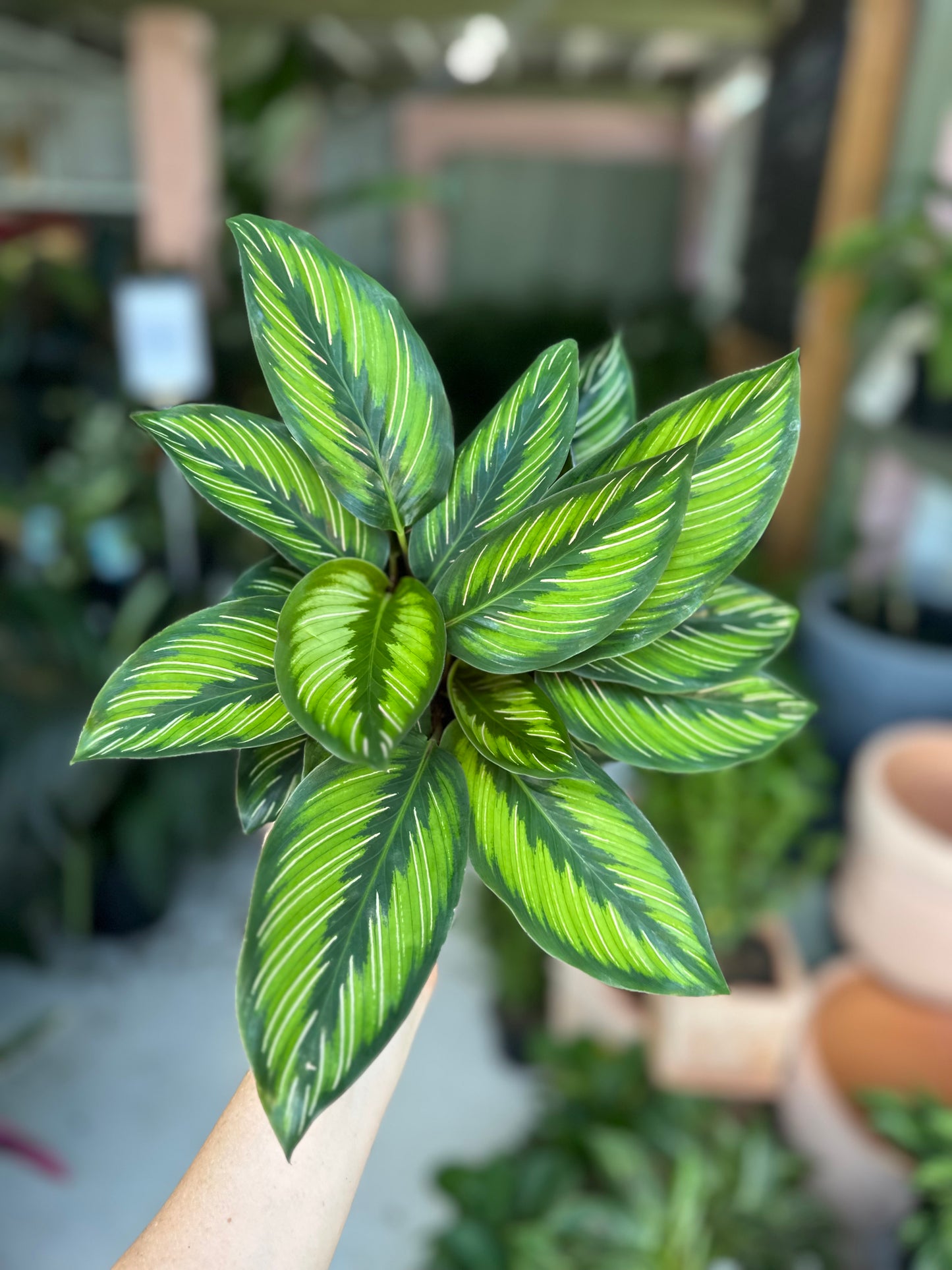 Calathea Beauty Star