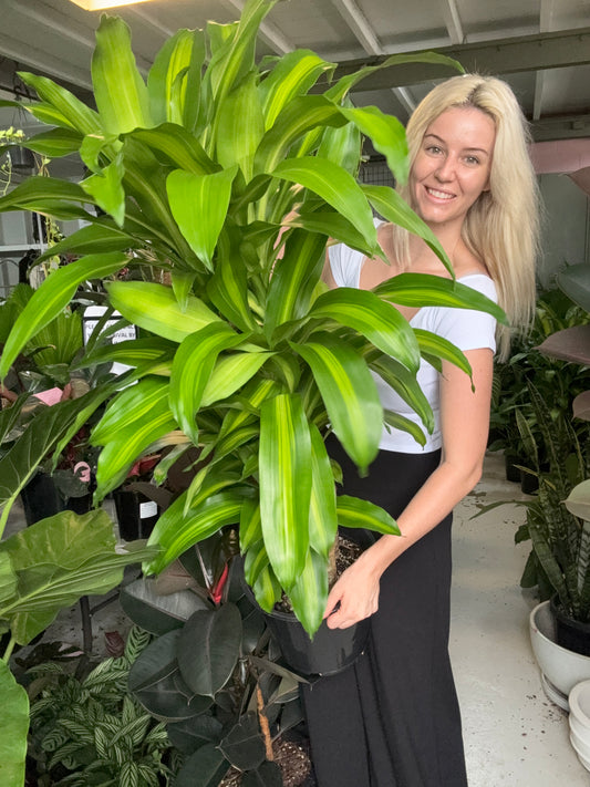 Happy Plants MULTI STEM PLANTED