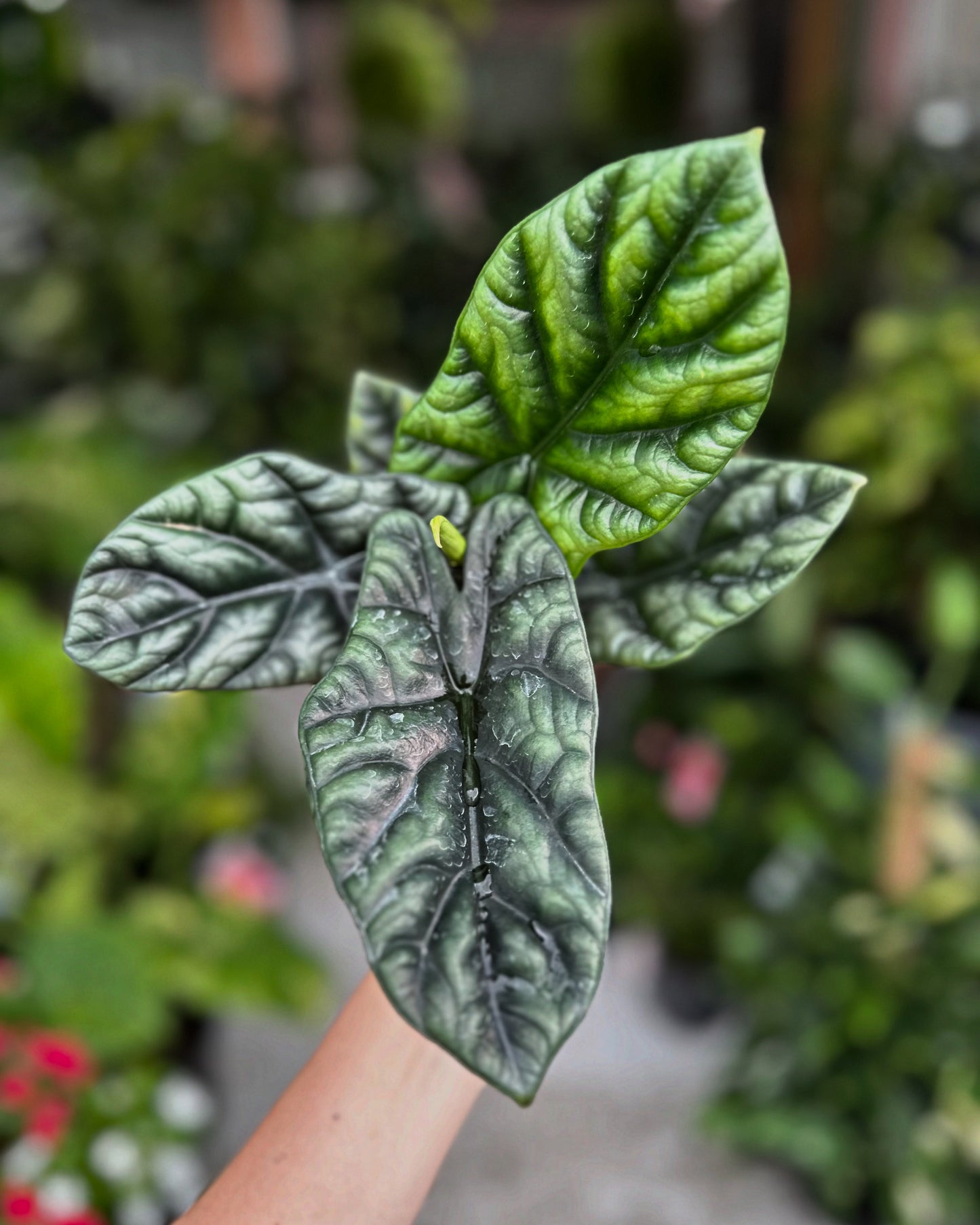 Alocasia Quilted Dreams