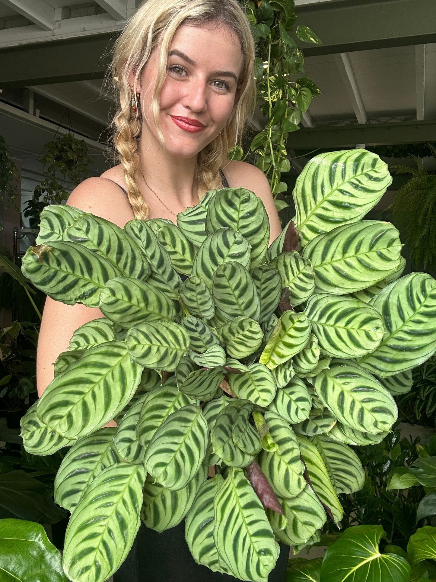 Calathea Burle Marci