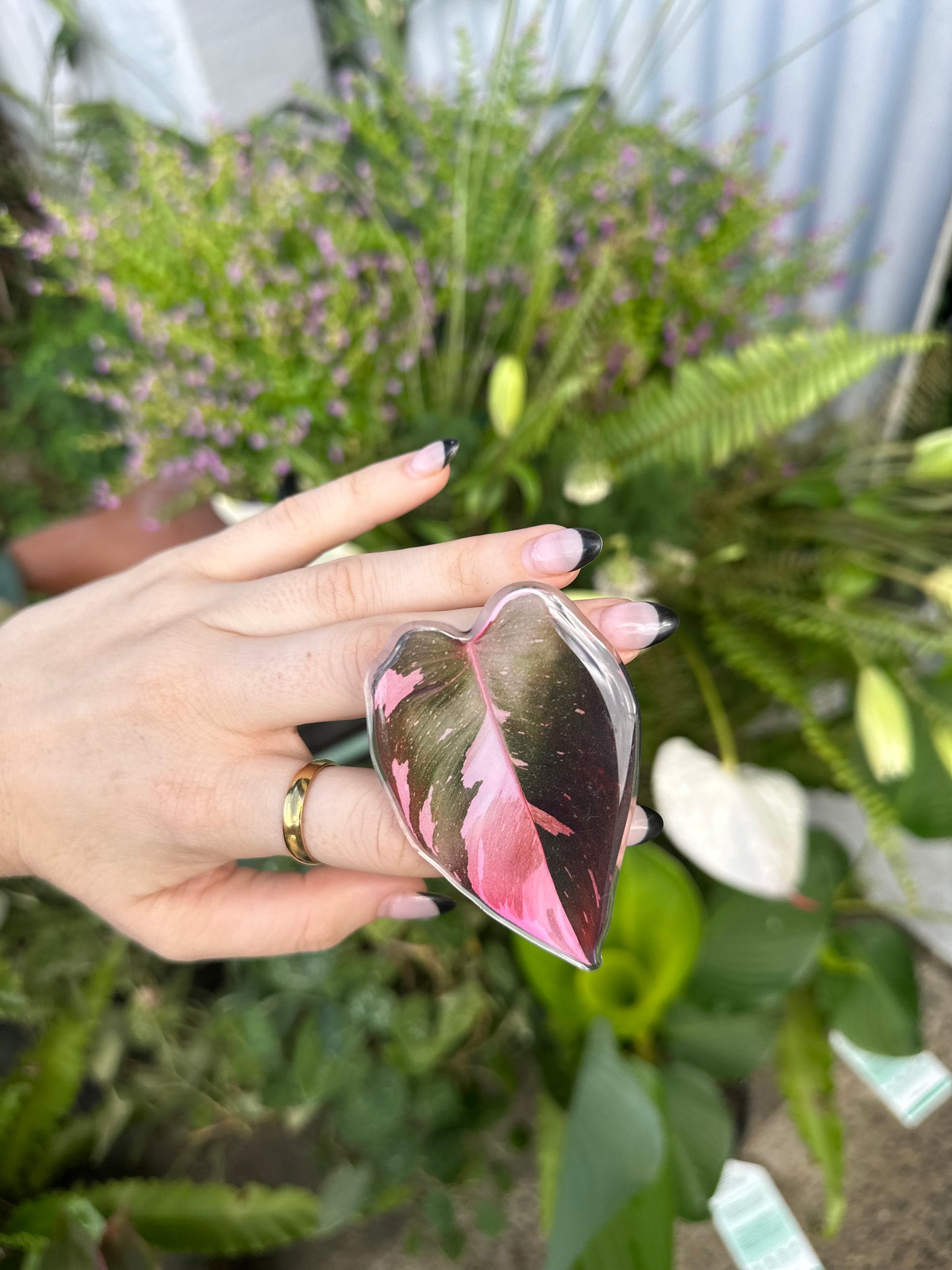 Philodendron Pink Princess Pop Socket