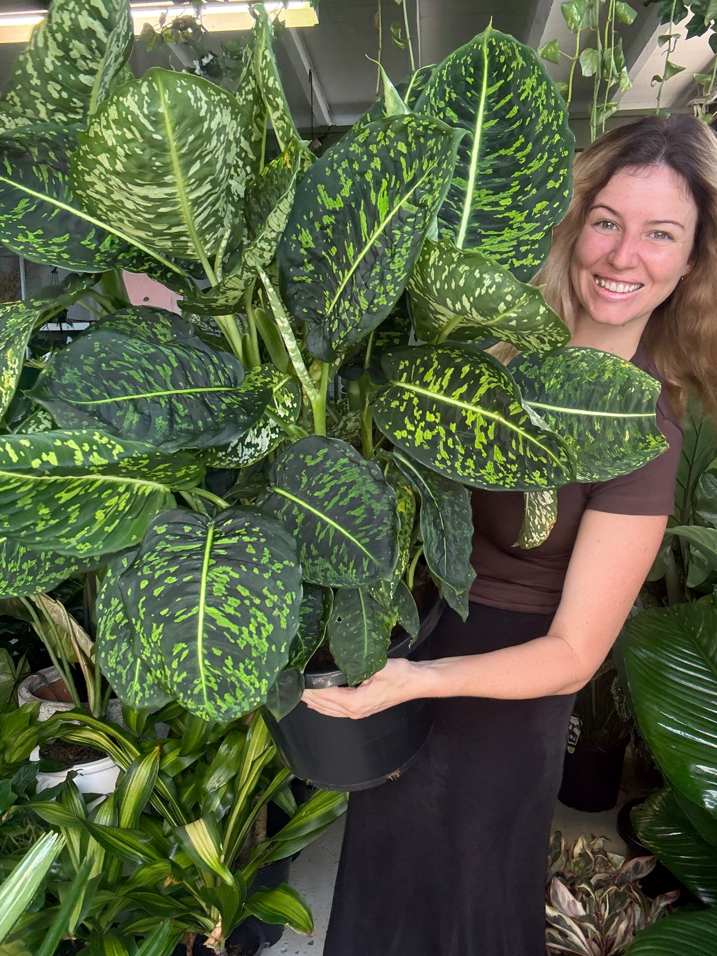 Deiffenbachia Reflector Large