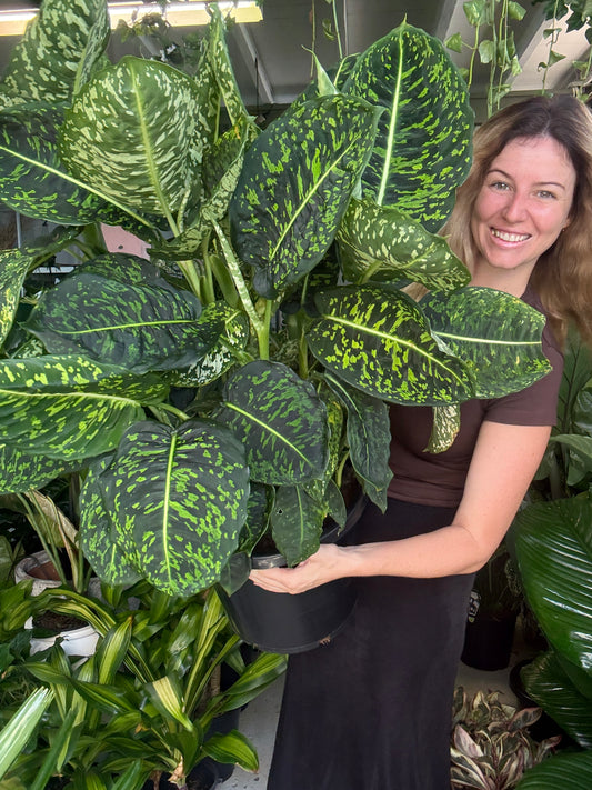 Deiffenbachia Reflector Large