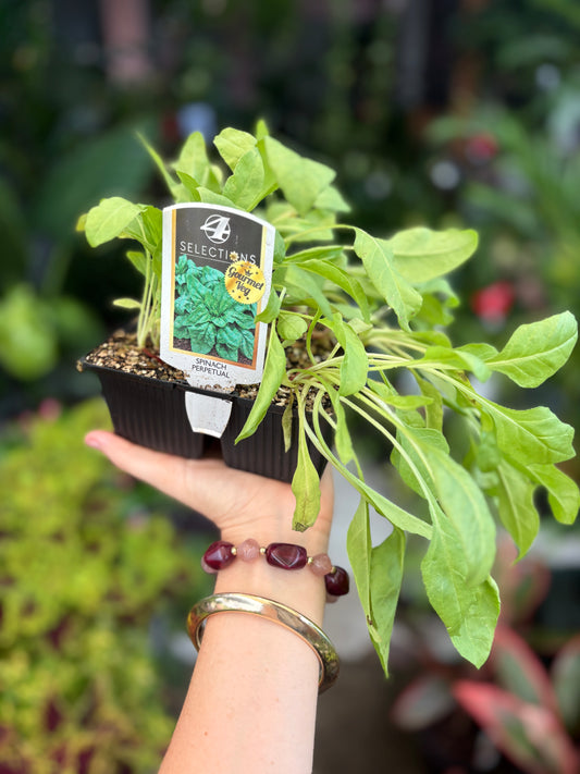 Spinach ‘Perpetual’