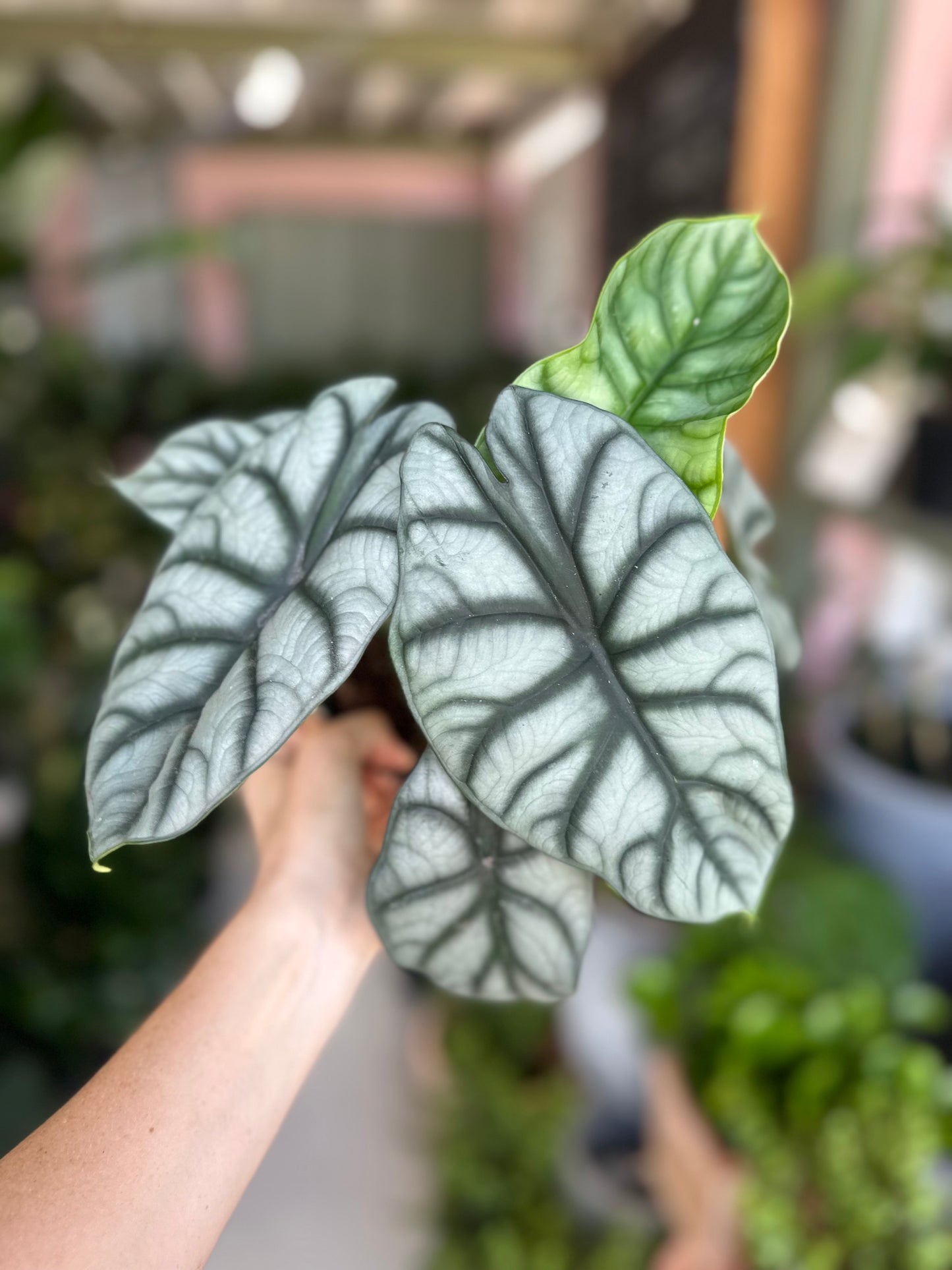 Alocasia Silver Dragon