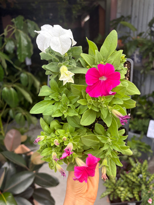 Petunia Espresso Mix in 6 pack JUMBO