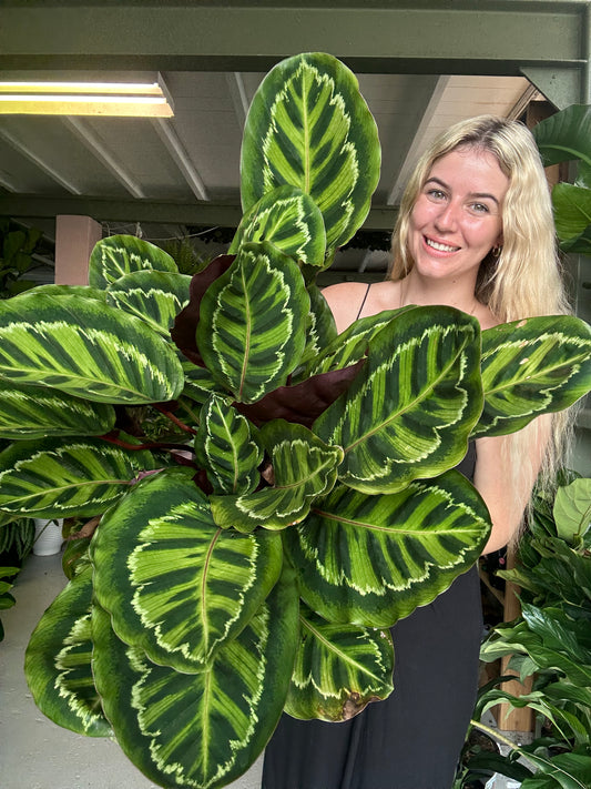 Calathea Roseopicta Medallion