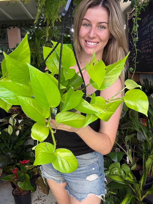 Pothos Goldilocks