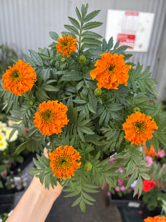 Marigold (Tagetes spp.) Mixed in JUMBO 6 pack