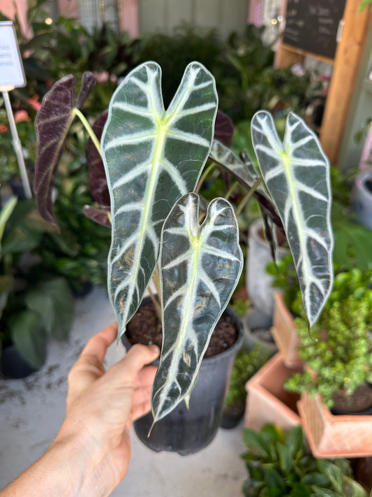 Alocasia Amazonica Dwarf