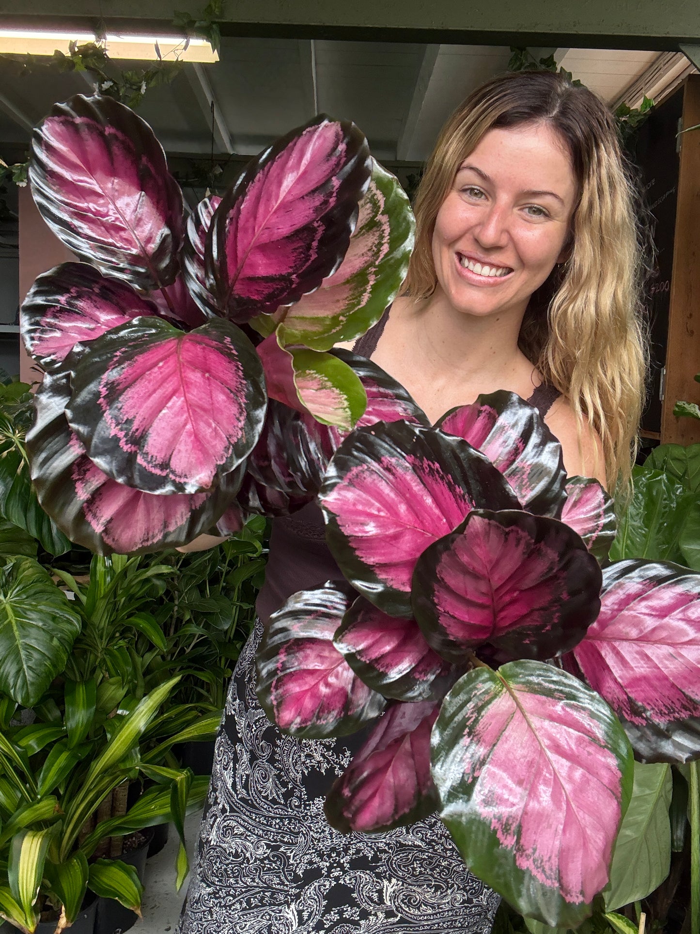 Calathea Crimson