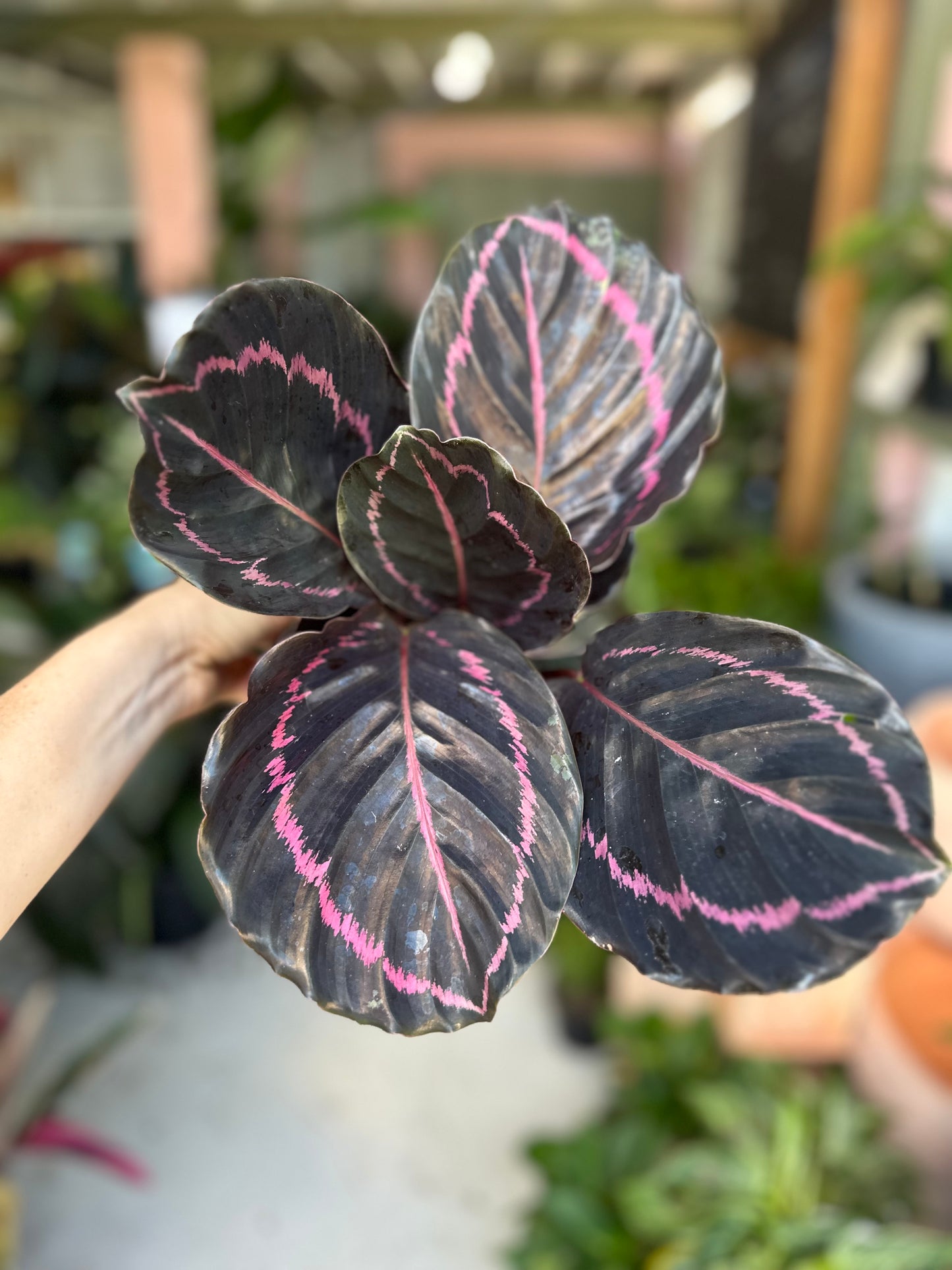 Calathea Dottie