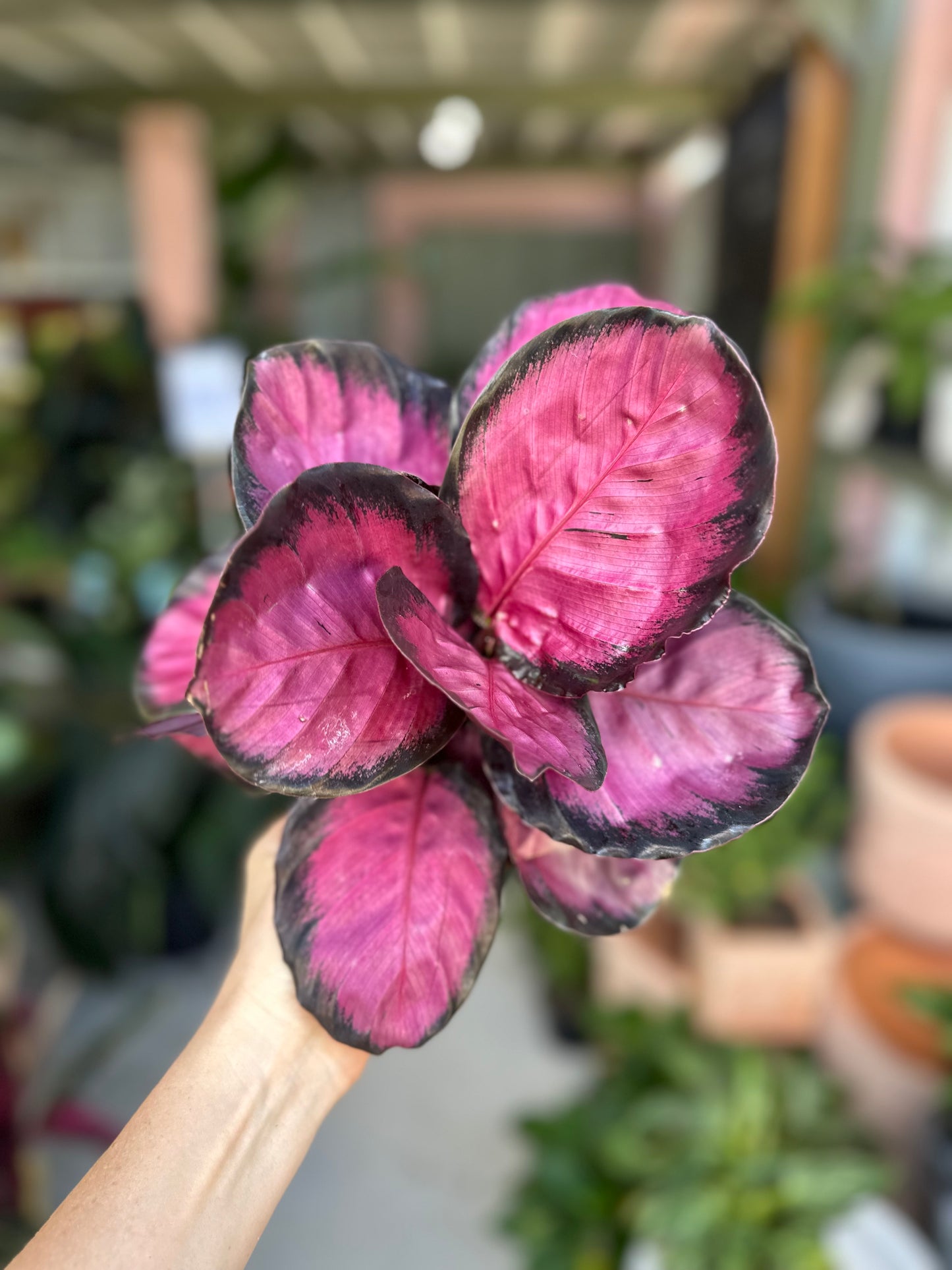 Calathea Rosy