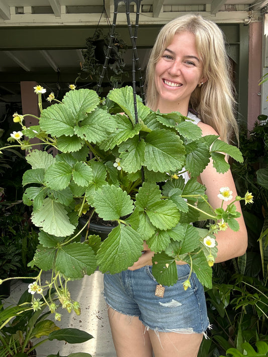 Strawberry Hanging Baskets