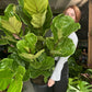 Large Fiddle Leaf Fig