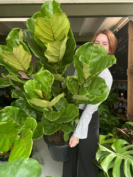 Large Fiddle Leaf Fig