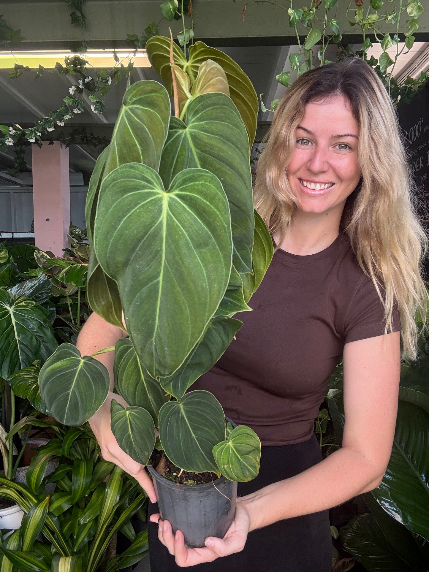 Philodendron melanochrysum