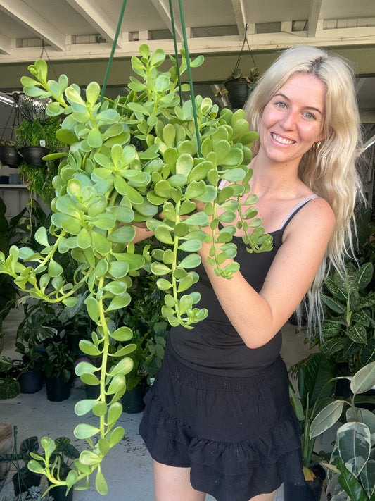 Trailing Jade Baskets