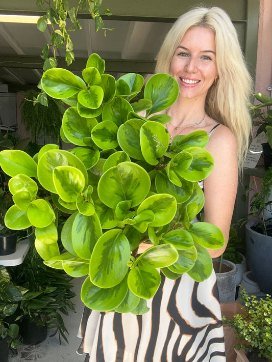 Peperomia Lemon Lime