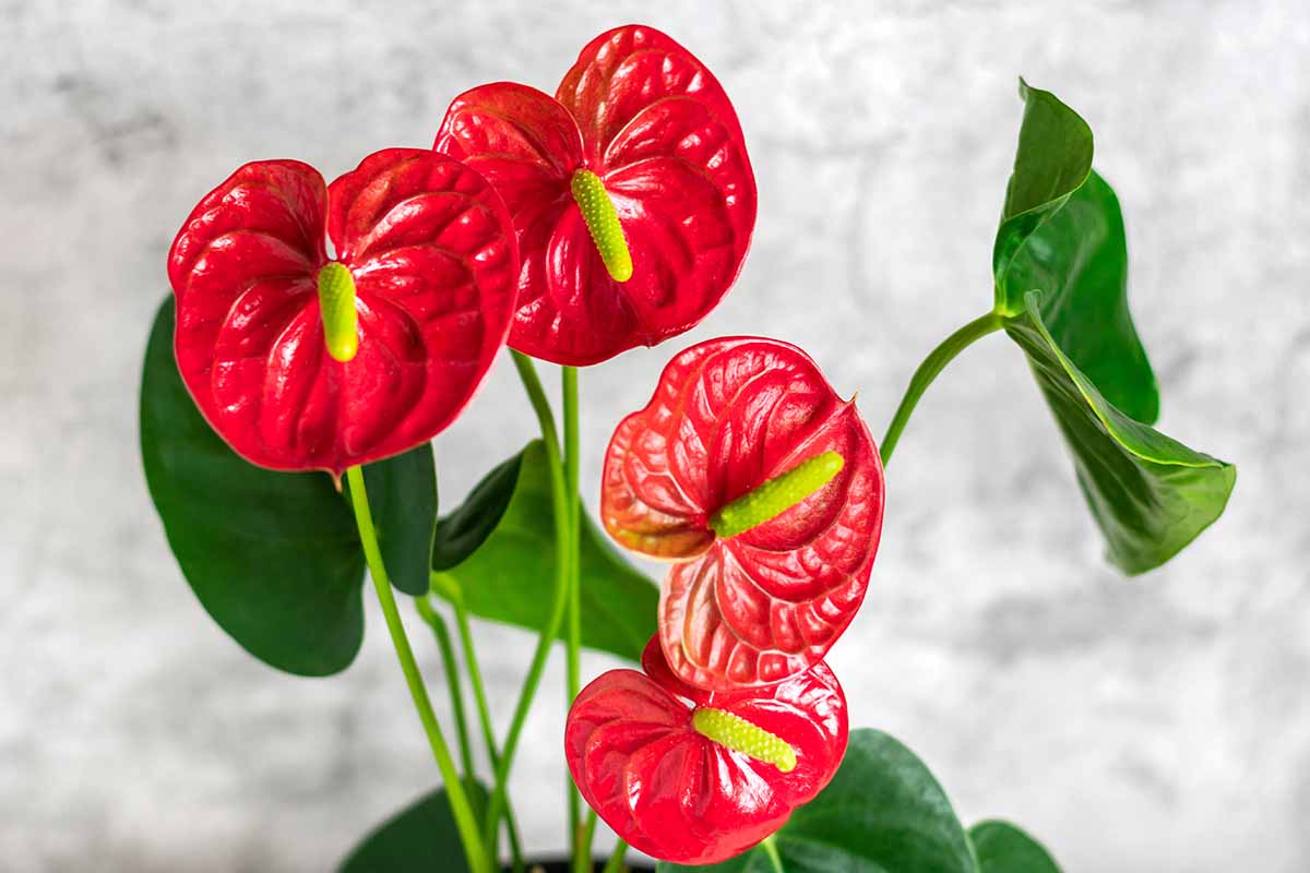 Anthurium A Red Victorious