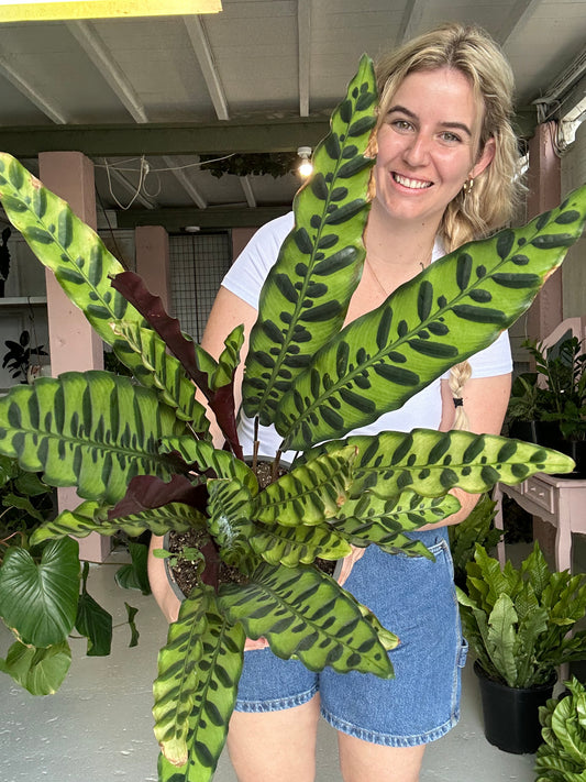 Calathea Rattlesnake