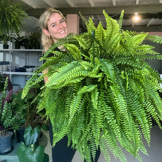 Boston Fern Baskets (Large)