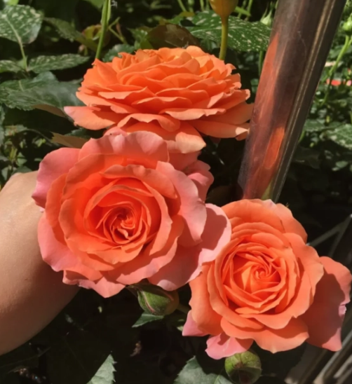 Rose ‘Saturnus King (Terrazza)