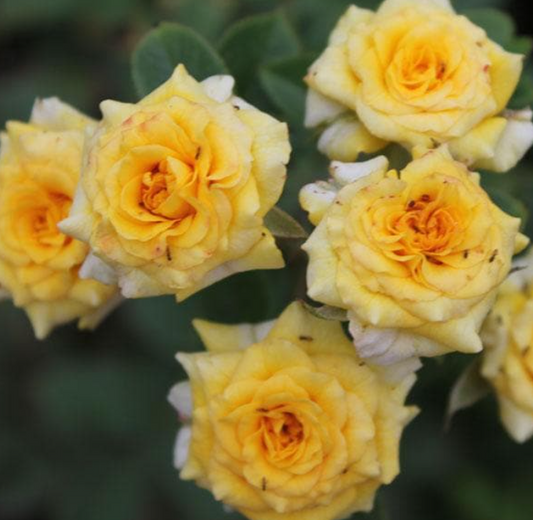 Rose ‘Jewel Yellow’