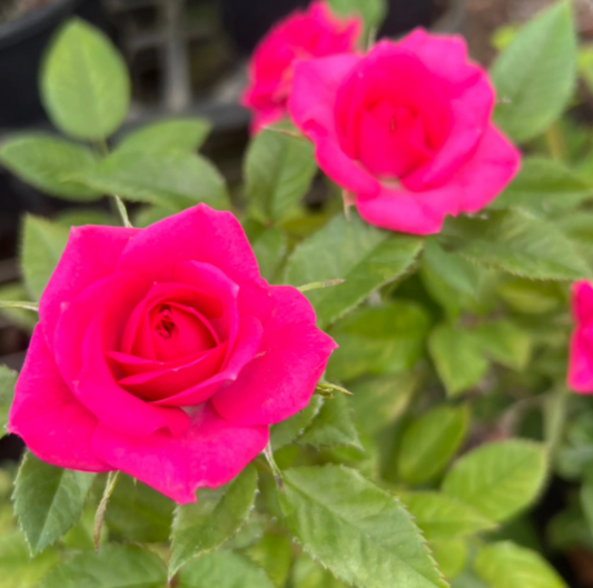 Rose ‘Jewel Violet'