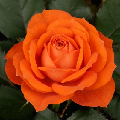Rose ‘Jewel Orange’