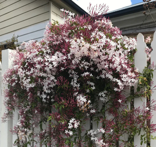 Jasmine polyanthum – Pink Jasmine