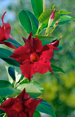 Mandevilla ‘Illusion Red’