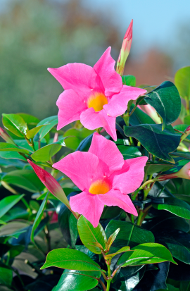Mandevilla ‘Illusion Pink’