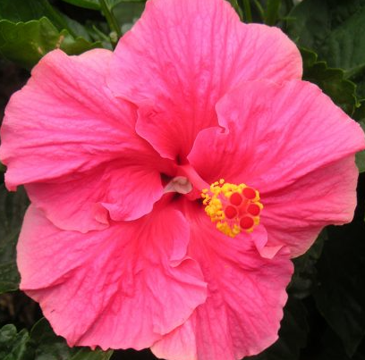 Hibiscus ‘Fantasy Hot Pink’