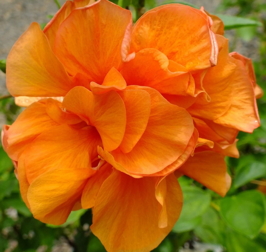 Hibiscus ‘Adonicus Double Orange’