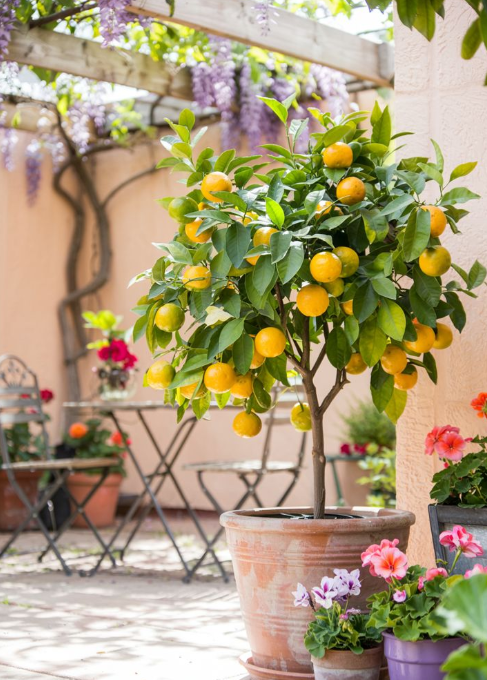 Dwarf Citrus Tree's
