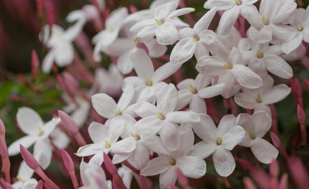 Jasmine polyanthum – Pink Jasmine