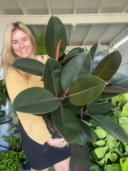 Ficus Burgundy