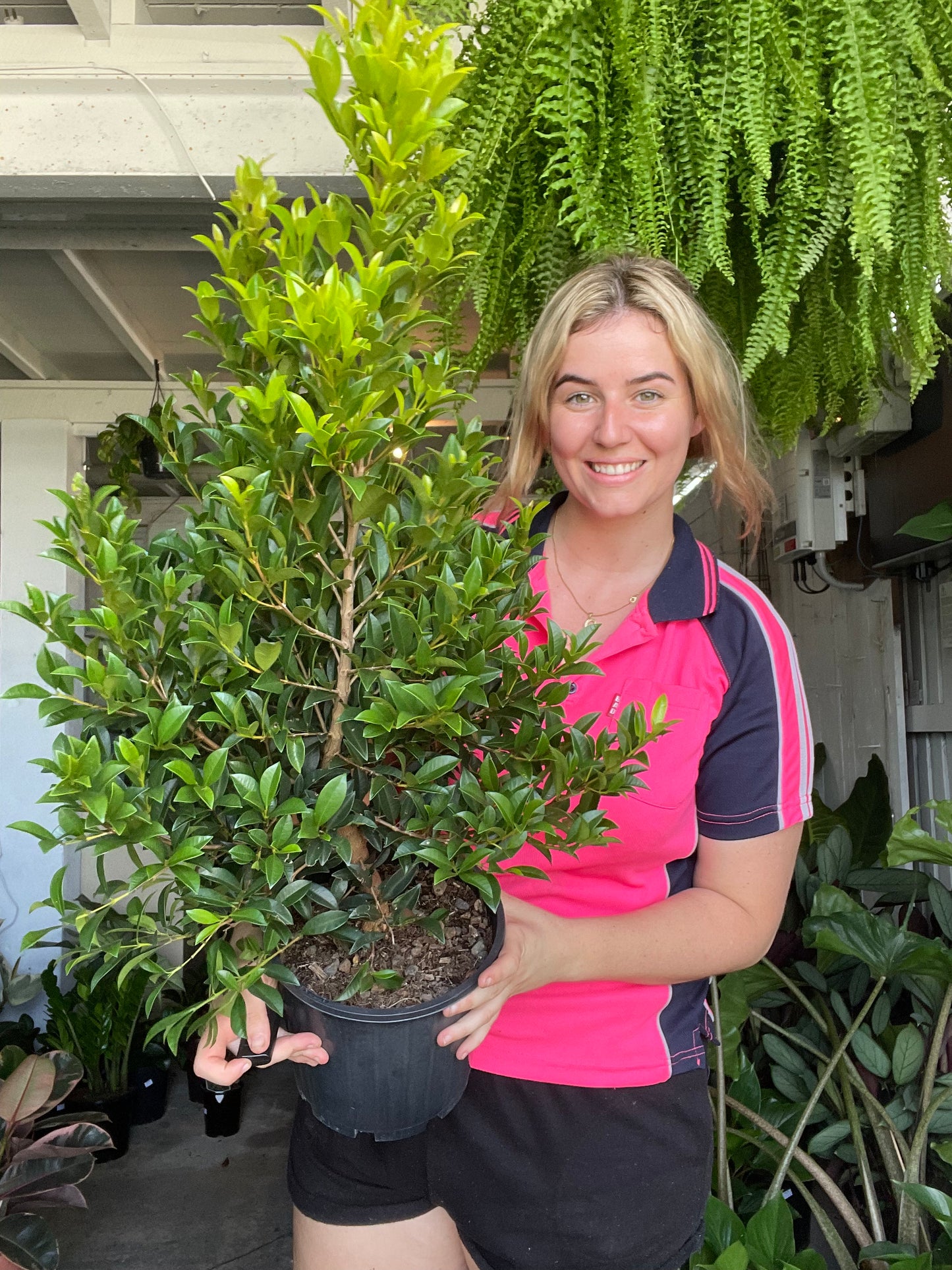 Syzygium Varities (Lily Pilys)