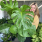 Monstera Deliciosa