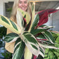 Stromanthe Tricolour