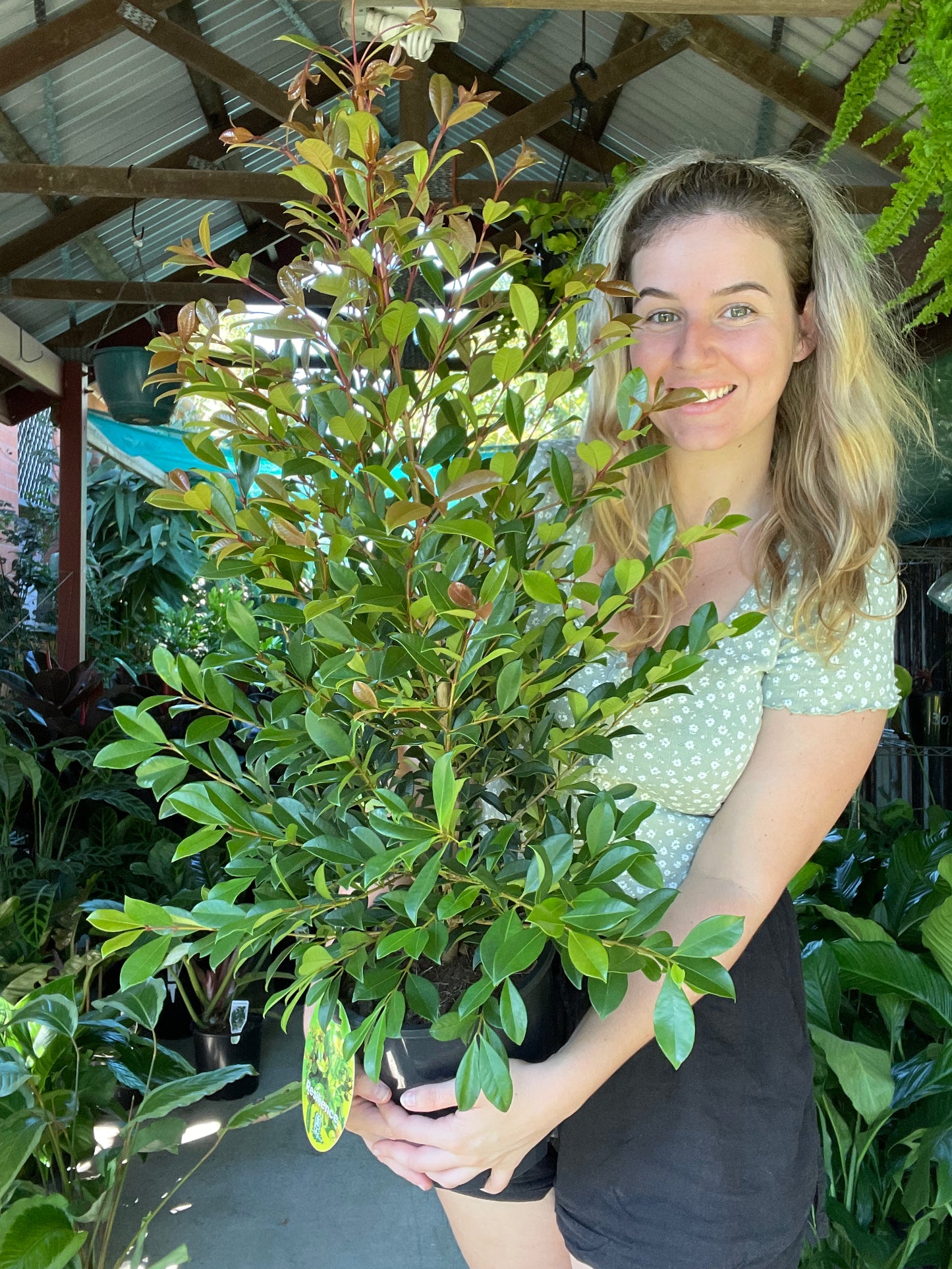 Syzygium Varities (Lily Pilys)