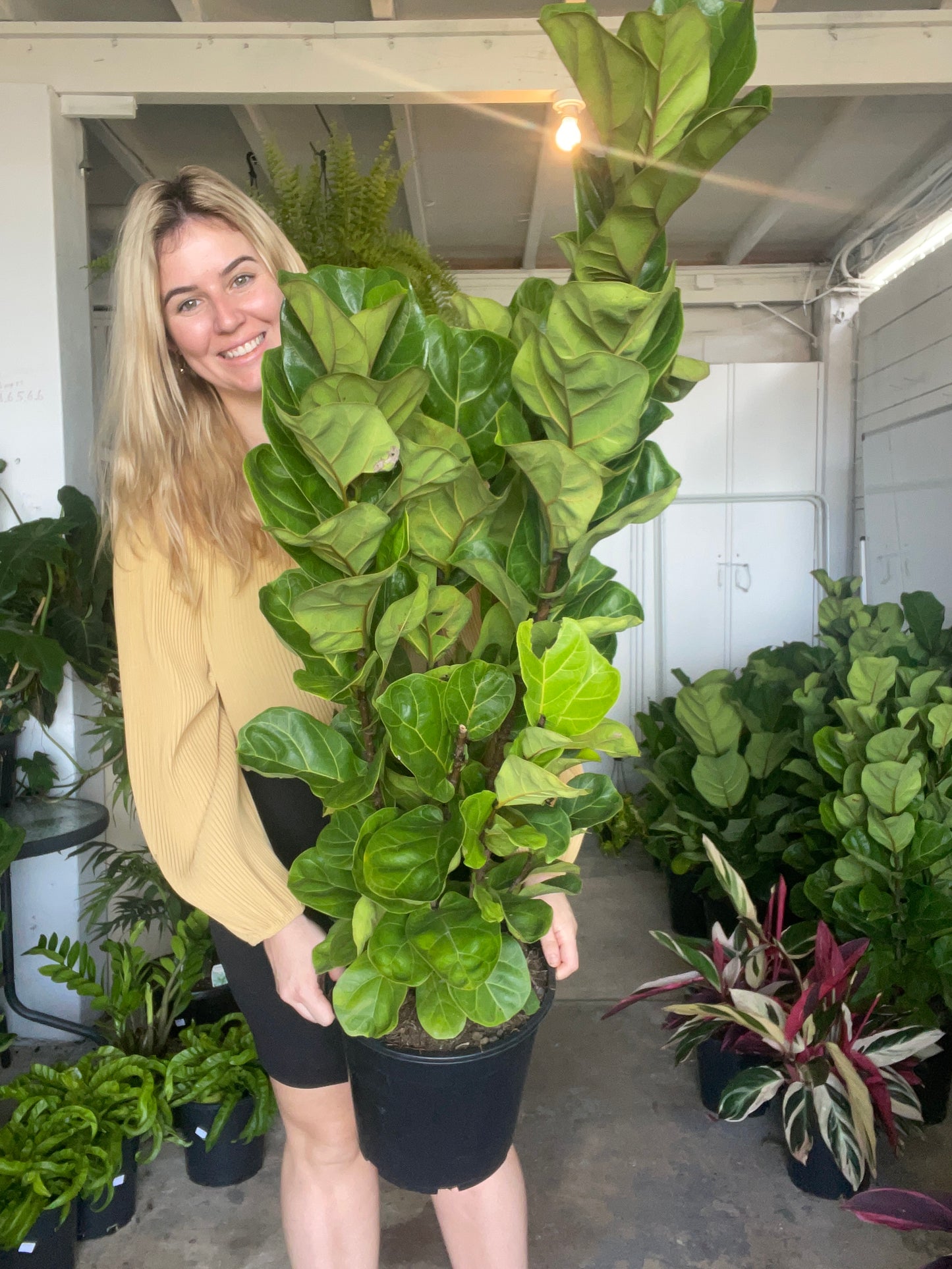 Ficus Bambino Large
