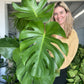 Monstera Deliciosa