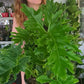 Large Philodendron Hope