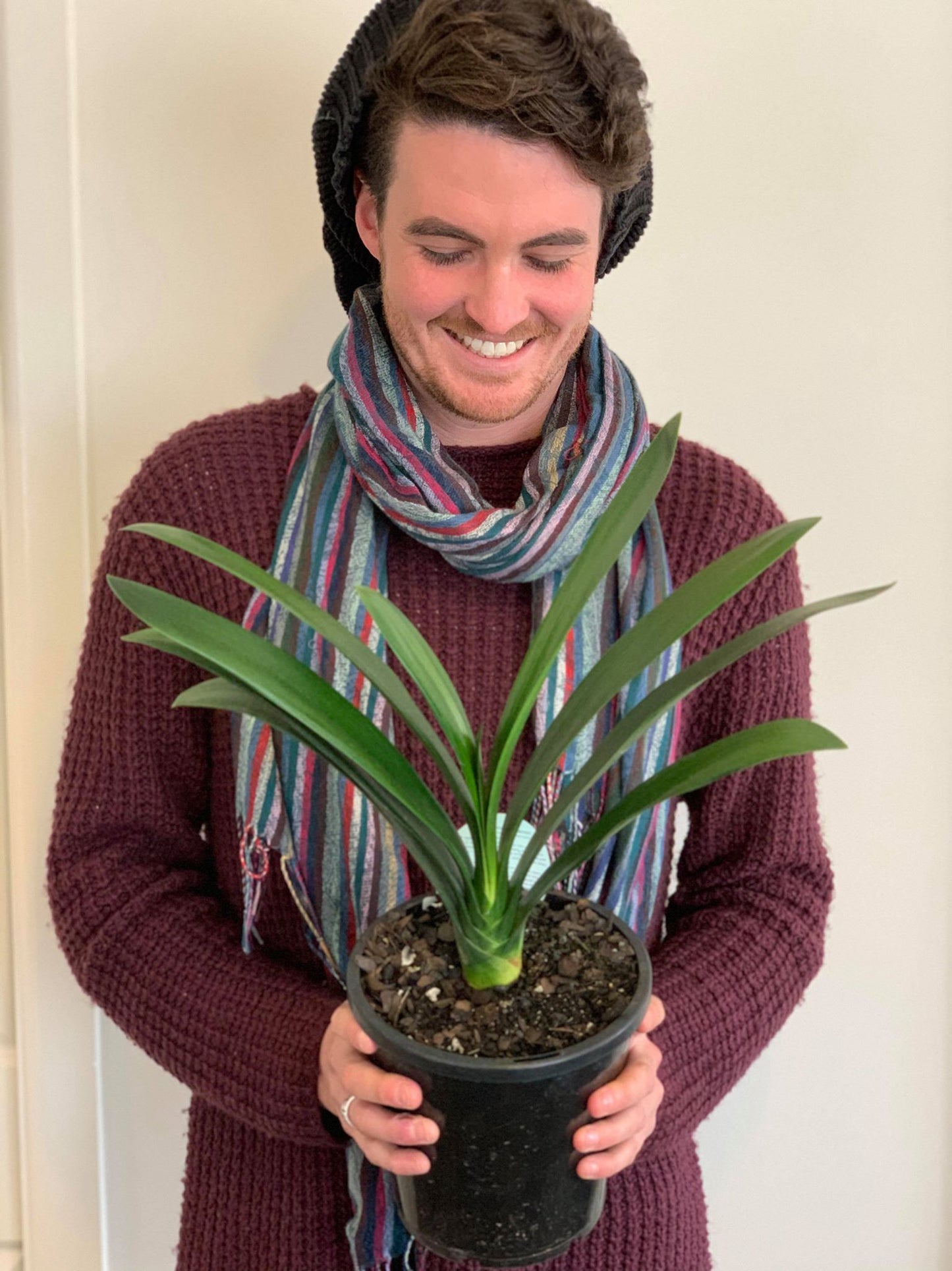 Clivia Miniata Belgium